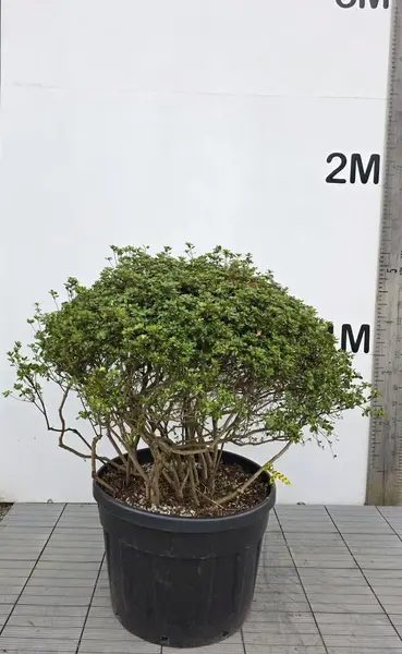 Azalea Hino Crimson with vivid crimson-red spring flowers