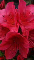 Azalea Hino Crimson Japanese azalea, shrub buy online UK.