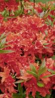 Azalea Hotspur Red, a deciduous azalea from the Knaphill (Exbury) hybrid group