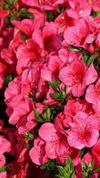 azalea japonica summer sun