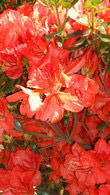 Azalea Japonica, Paramount Plants and Gardens, London, UK - Available to buy online UK.