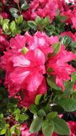 Azalea Johanna has been given an Award of Garden Merit (AGM) by RHS.