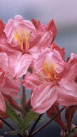 Azalea Jolie Madame - popular and easy to grow Azalea with highly fragrant, large pink flowers