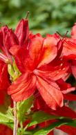 Azalea Knaphill Nabucco