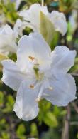 Azalea Mollis Whitethroat is a deciduous hybrid azalea with white scented flowers in late Spring and silvery green foliage, for sale online UK delivery.