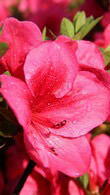 Azalea Nuccios Wild Cherry - produces an abundance of large, dark pink flowers.