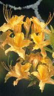Azalea Pontica Rhododendron Luteum - Deciduous Azalea