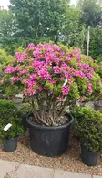 Azalea Purple Splendor Mature Multi-Stemmed Tree