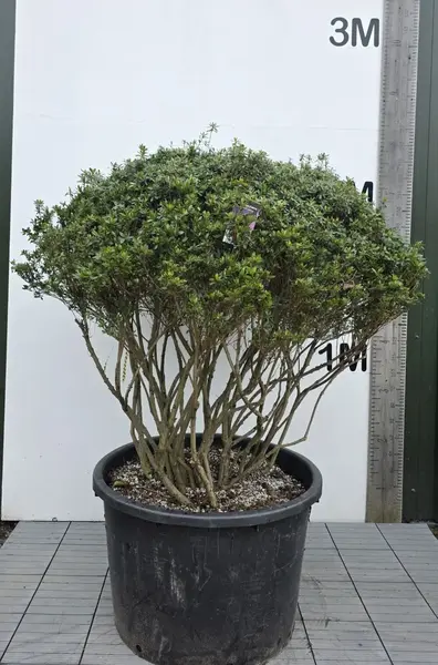 Azalea Purple Splendor Mature Multi-Stemmed Tree