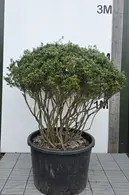 Azalea Purple Splendor Mature Multi-Stemmed Tree