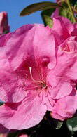 azalea japonica purple splendor