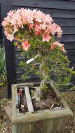 Azalea Satsuki or Satsuki Azaleas are bonsai shaped evergreen azaleas, these rare trees are for sale online, UK delivery