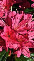 azalea stewartstonian red - profuse flowers and autumn colour