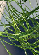 Baccharis Genistelloides