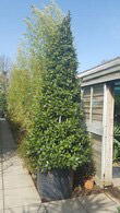 Bay Pyramid, Laurus Nobilis, Topiary, London UK
