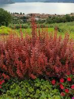 Berberis Thunbergii Orange Rocket. Shrubs to buy online, UK
