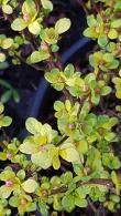 Berberis Thunbergii Pow Wow - Japanese Barberry Pow Wow for sale at our London garden centre. Delivery throughout the UK