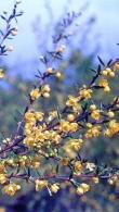 Berberis Stenophylla Golden Barberry for Sale Online UK