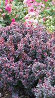 Berberis Thunbergii Atropurpurea Concorde, a stunning shrub with striking foliage colours, these are excellent quality shrubs for sale online UK delivery.
