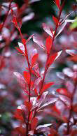 Berberis Thunbergii F Atropurpurea Red Chief or Japanese Barberry Red Chief is for sale online with UK delivery