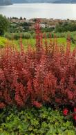 Berberis Thunbergii, compact low growing and very good for hedging, fabulous coloured foliage and very easy to grow, buy online UK.