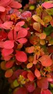 Berberis Thunbergii Orange Dream is a new cultivar of the Japanese Barberry family. Stunning orange foliage changing to deep red in Autumn, buy UK.