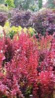 Berberis Thunbergii Orange Rocket. Shrubs to buy online, UK