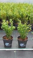 Better Buxus Heritage, Blight Resistant Box Heritage