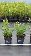 Betterbuxus Renaissance is a new blight-resistant evergreen box hybrid with compact branches & small glossy leaves