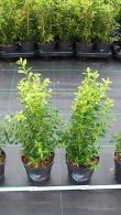 Better Buxus Skylight Blight Resistant Box Skylight