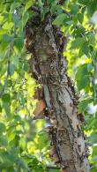 Betula Nigra Summer Cascade or Weeping River Birch, a striking small compact weeping variety of River Birch with pendulous branches & the hallmark peeling bark