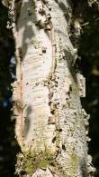 Betula Papyrifera - Paper Birch tree, beautiful papery white bark and lovely Autumn foliage colour, excellent quality trees for sale online with UK delivery.
