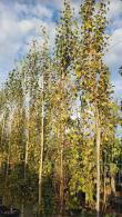 Betula Pendula Fastigiata Joes Silver Birch, a fastigiated birch with an extremely narrow columnar growth habit. Ideal for small gardens and lining walkways.
