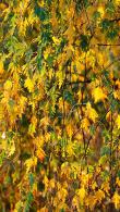 Betula Pendula Crispa or Swedish Birch also  Betula pendula Laciniata, a medium sized tree with beautiful coloured foliage for autumn colour, buy online UK
