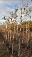 Betula Alba Spider Alley Birch has twisted weeping spidery branches and a narrow head