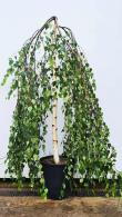 Betula Pendula Youngii or Young’s Weeping Birch, small deciduous weeping tree with a wide spread, forming a mushroom shaped dome of thread-like branchlets.