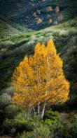 Betula Pubescens - Downy Birch Multi Stem mature trees for sale from our bare root deciduous trees collection. Buy online, UK delivery.