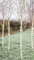 Betula Jacquemontii Snow Queen. Silver Birch Snow Queen Trees for sale online with UK delivery. 