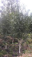 To give it its full name Betula utilis Jacquemontii Doorenbos is a specific cultivar of Himalayan Birch that has creamier bark when it peels and then this bark turns whiter and whiter as time progresses.