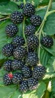 Blackberries Rubus Fruticosus Fruiting Blackberry Bushes