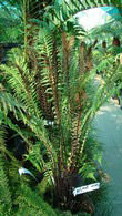 Blechnum Spicant also known as the Deer Fern is for sale at Paramount Plants fern nursery, UK and online. 