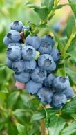 Vaccinium Corymbosum Goldtraube 71 is a deciduous self-fertile High Bush Blueberry 