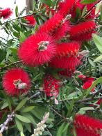 Callistemon Laevis Scarlet is commonly known as Bottlebrush or Callistemon Rugulosus. Flowering shrubs buy UK.
