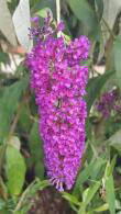 Buddleia Black Knight, Butterfly Bush, flowering shrubs to buy online UK