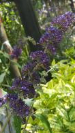 Buddleia Blue Chip, low-growing, dwarf Buddleia shrub buy online, UK delivery.