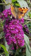 Buddleia Davidii Royal Red flowering, the butterfly bush, buy online UK delivery