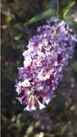 Buddleia davidii ‘Nanho Blue’ or Buddleja davidii ‘Mongo’ also known as Butterfly Bush Nanho Blue