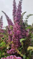 Buddleia Pink Delight, Butterfly Bush, big range of flowering shrubs for sale online, UK nationwide delivery.