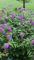 Buddleia Purple Chip, Dwarf Butterfly Bush