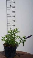 Buddleja Davidii Empire Blue Butterfly Bush for Sale UK